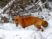 Foxhunting in the UK as witnessed by a Cree Indian from Canada