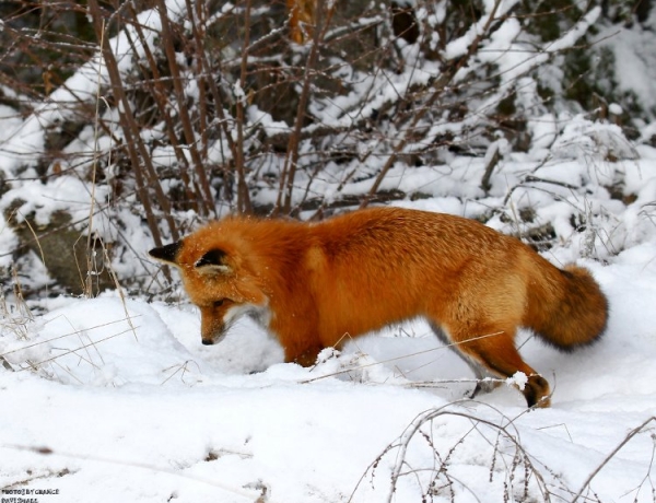 Foxhunting in the UK as witnessed by a Cree Indian from Canada