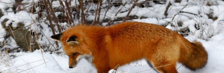 Foxhunting in the UK as witnessed by a Cree Indian from Canada