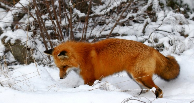 Foxhunting in the UK as witnessed by a Cree Indian from Canada